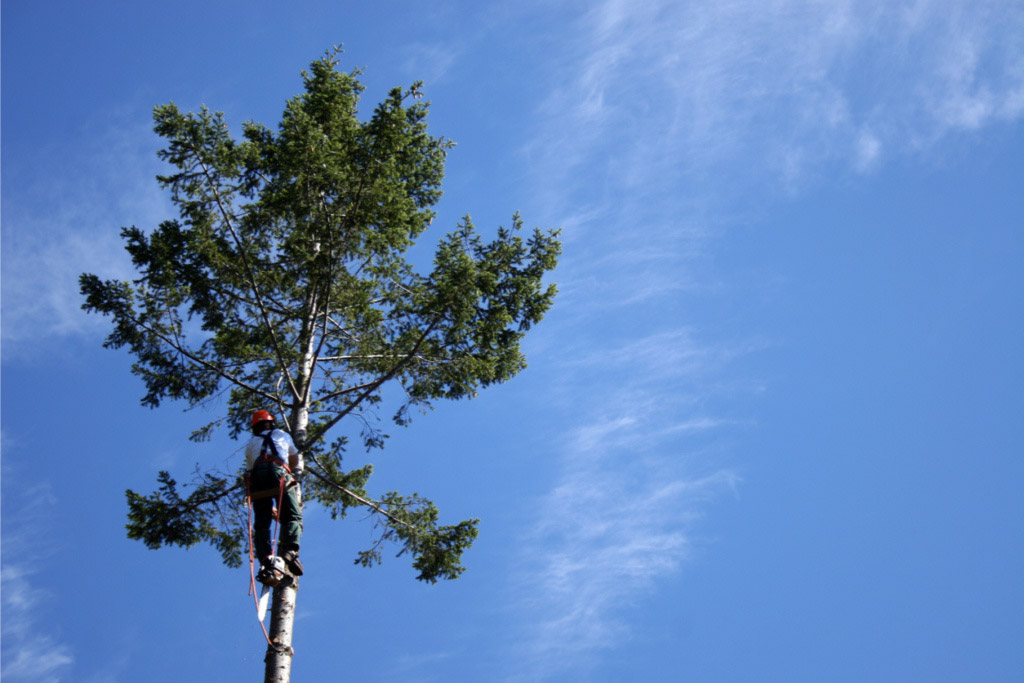 arborist in tall green tree with blue sky background