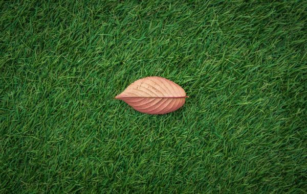 leaf-on-grass